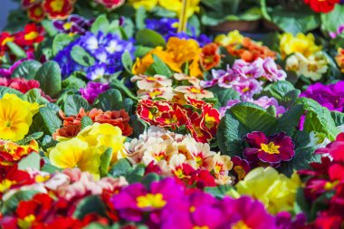 Güzel çok renkli begonias rengarenk bir arka plan yapmak