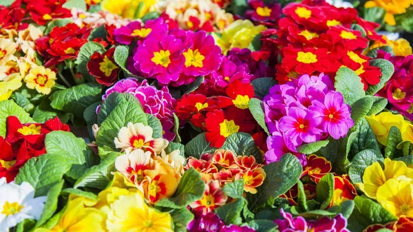 Beautiful Multi Colored Begonias Make Motley Background — Stock Photo, Image