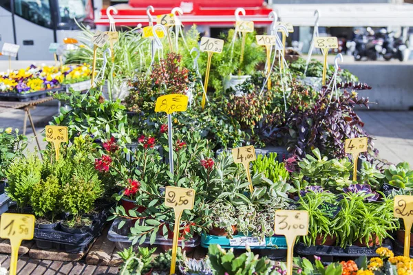 在2018年3月2日 老海港路堤传统花卉市场上的各种花卉 植物和工会正在出售 — 图库照片