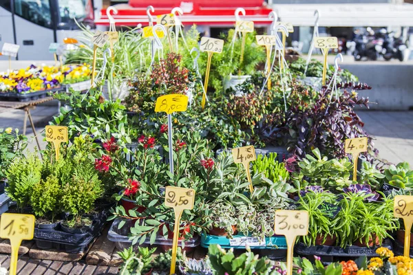 Marseille France Mars 2018 Diverses Fleurs Plantes Syndicats Sont Vente — Photo