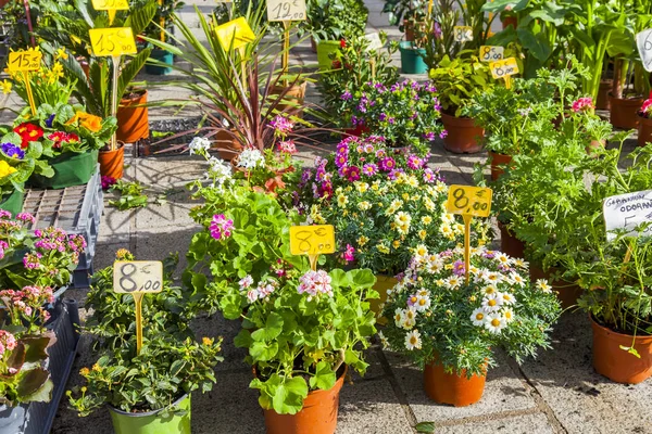 Marseille França Março 2018 Várias Flores Plantas Uniões Estão Venda — Fotografia de Stock