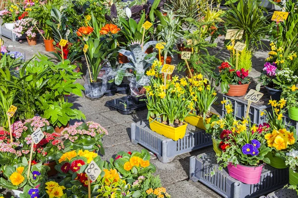 Marseille France March 2018 Various Flowers Plants Unions Sale Traditional — Stock Photo, Image