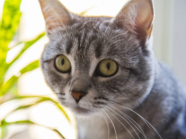 Красивая Серая Пушистая Кошка Оглядывается Вокруг Себя — стоковое фото
