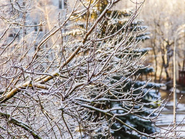 冬天公园里被雪覆盖的树枝 — 图库照片