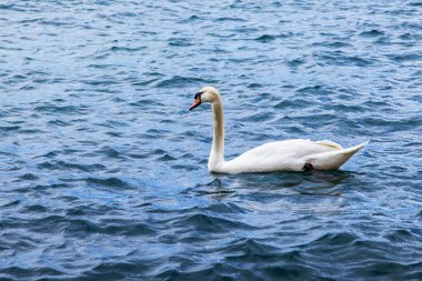 Beyaz Kuğu'nun suda yüzüyor
