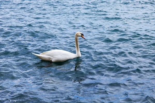 Cisne Branco Nada Água — Fotografia de Stock