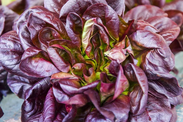 Bund Frischer Schmackhafter Salate — Stockfoto