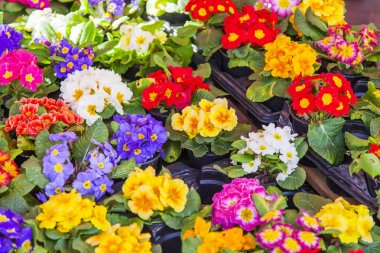 Güzel çok renkli begonias rengarenk bir arka plan yapmak