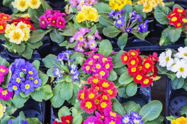 Güzel çok renkli begonias rengarenk bir arka plan yapmak