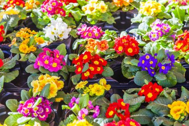 Güzel çok renkli begonias rengarenk bir arka plan yapmak
