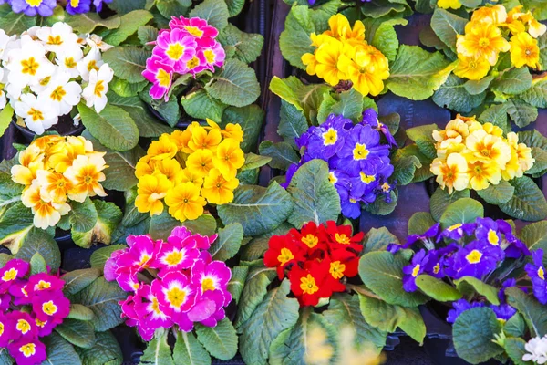 Beautiful multi-colored begonias make a motley background