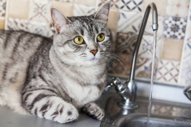 Tekir güzel gri tüylü kedi bir su akışı görünüyor