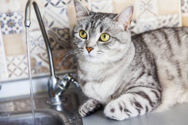 Tekir güzel gri tüylü kedi bir su akışı görünüyor