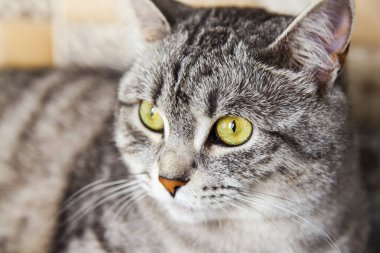 Tekir güzel gri tüylü kedi kendini görünüyor