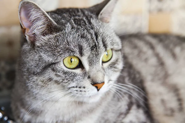 Beautiful Gray Fluffy Cat Tabby Looks Herself — Stock Photo, Image