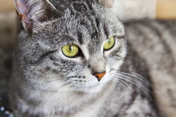 Tekir Güzel Gri Tüylü Kedi Kendini Görünüyor — Stok fotoğraf