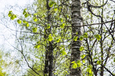 Genç yapraklar baharda parkta bir ağaç dalında.