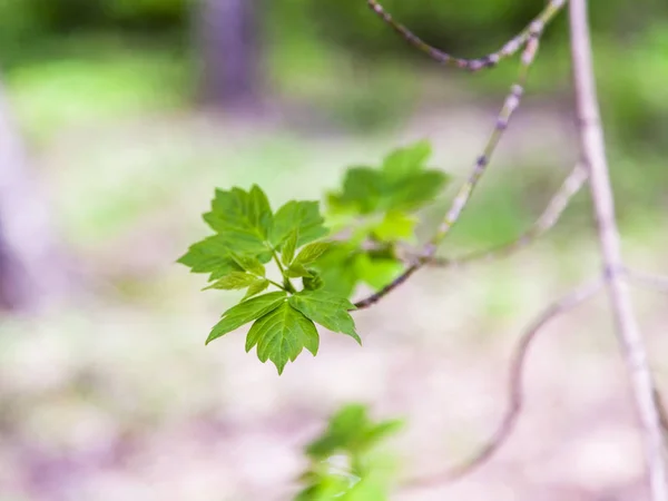 春に公園内の木の枝に若い葉 — ストック写真