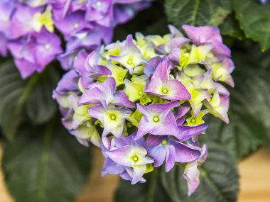 Güzel çiçek açması ortanca