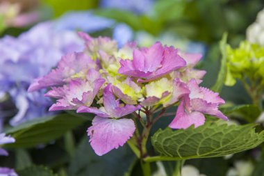 Güzel çiçek açması ortanca