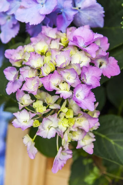 Pintoresca Hortensia Floreciente —  Fotos de Stock