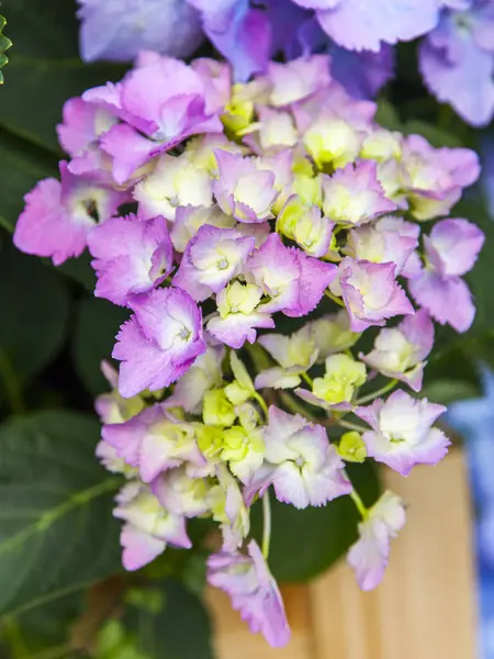 Pintoresca Hortensia Floreciente —  Fotos de Stock