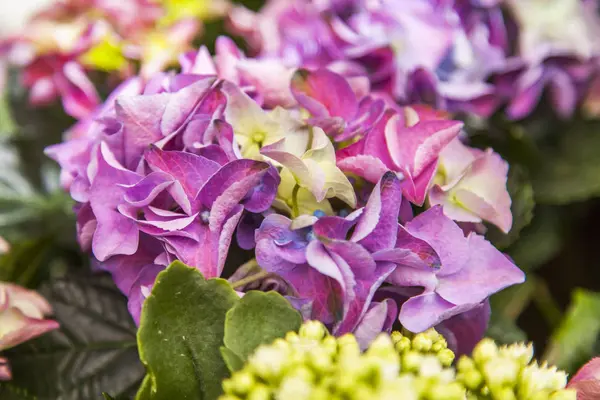 Picturesque Blossoming Hydrangea — Stock Photo, Image