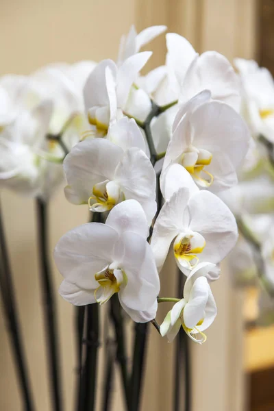 Las Orquídeas Hermosas Interior —  Fotos de Stock