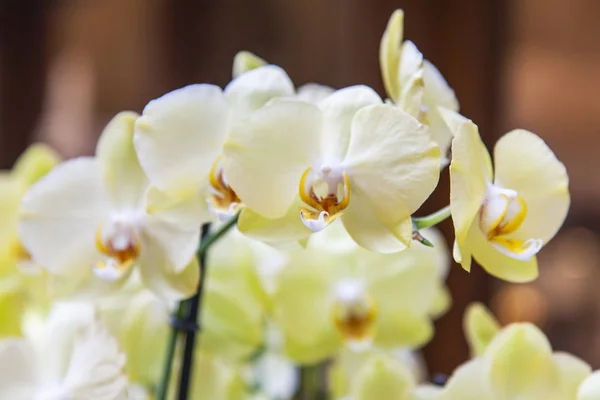 Красиві Орхідеї Інтер Єрі — стокове фото