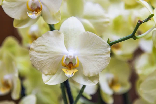 Belles Orchidées Dans Intérieur — Photo