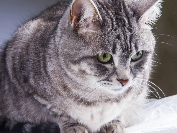 Beautiful Grey Cat Colouring Tabby — Stock Photo, Image