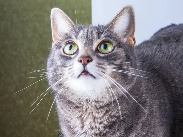 Hermoso Gato Gris Para Colorear Tabby —  Fotos de Stock