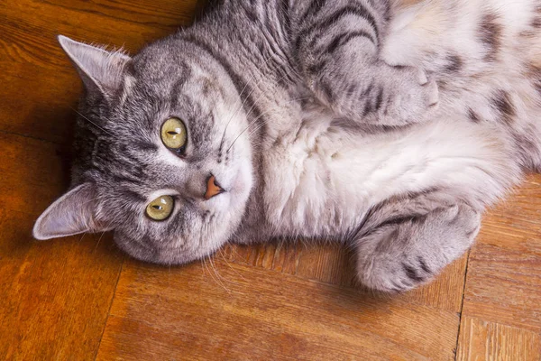 Hermoso Gato Gris Para Colorear Tabby — Foto de Stock