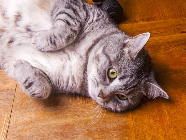 美しい灰色の猫の着色のタビー — ストック写真