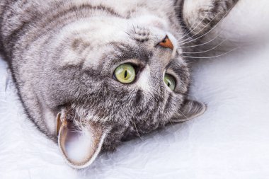 Güzel gri kedi boyalı tekir
