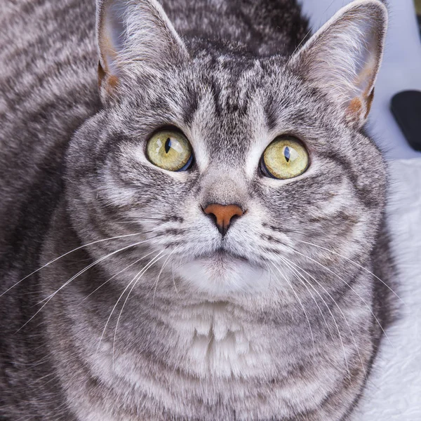 Beautiful Grey Cat Colouring Tabby — Stock Photo, Image