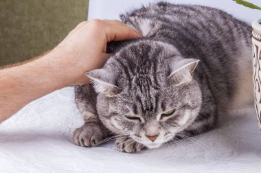 Güzel gri kedi boyalı tekir