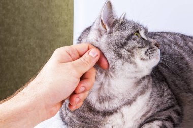 Güzel gri kedi boyalı tekir