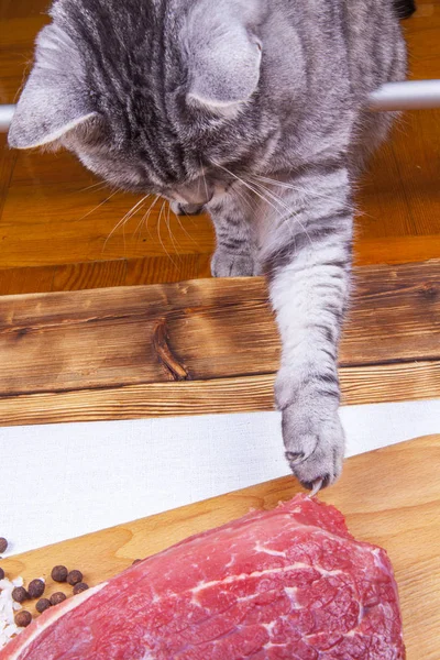 Cat Tries Steal Large Chunk Raw Meat — Stock Photo, Image