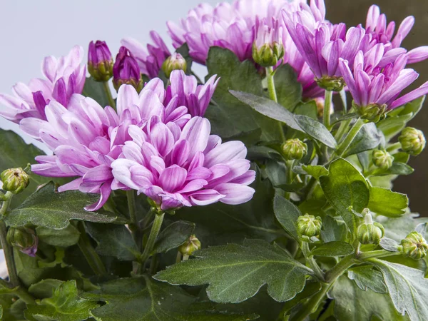 Hermosos Crisantemos Rosados Para Interior —  Fotos de Stock