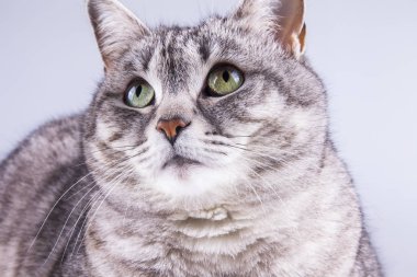 Güzel gri kedi boyalı tekir