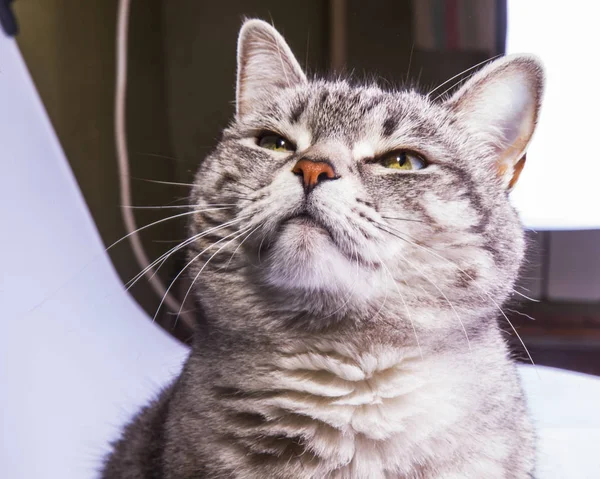 Vacker Grå Katt Färga Tabby — Stockfoto