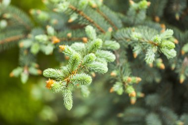 Genç filizleri ile dekoratif bir mavi köknar ağacının Dalı