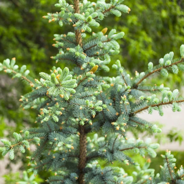 Gałąź Dekoracyjnego Błękitnego Drzewa Jodłowego Młodymi Kiełki — Zdjęcie stockowe