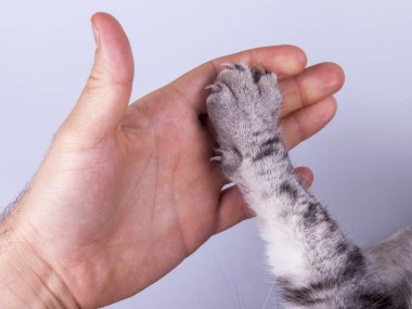 Kedi bir kanepede yatıyor. Kedi pençesi yakın.