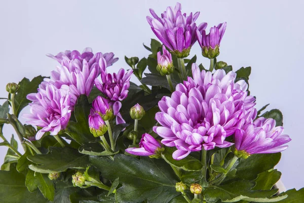 Hermosos Crisantemos Rosados Para Decoración Interiores —  Fotos de Stock