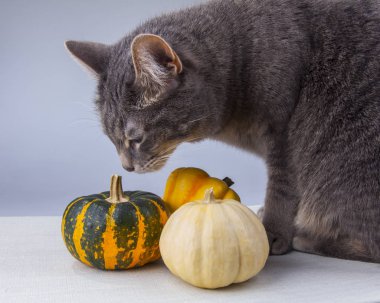 Güzel gri kedi boyalı tekir ve üç balkabağı