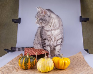 Gri kedi balkabağıyla fotoğraf çekimine hazırlanıyor.