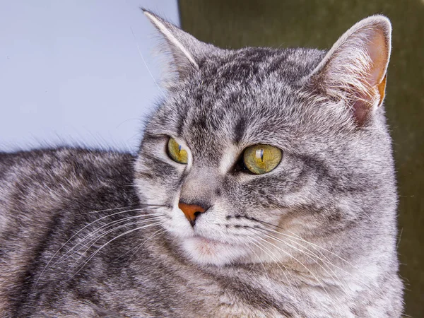 美丽的灰猫 色泽斑斑 — 图库照片