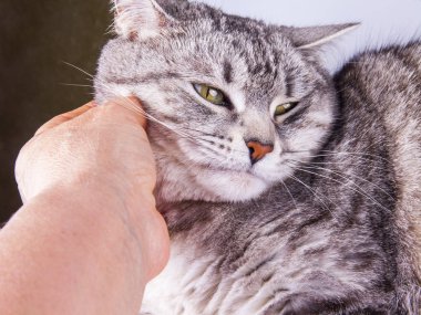Güzel gri kedi boyalı tekir